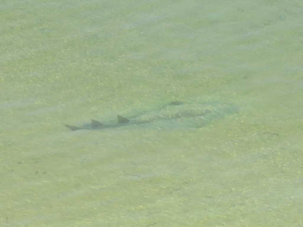 Guitarfish (Shovelnose Ray)