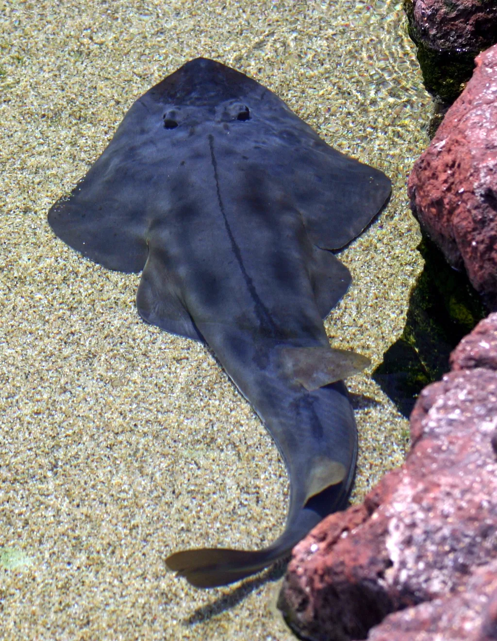 Guitarfish (Shovelnose Ray) - Identification Guide