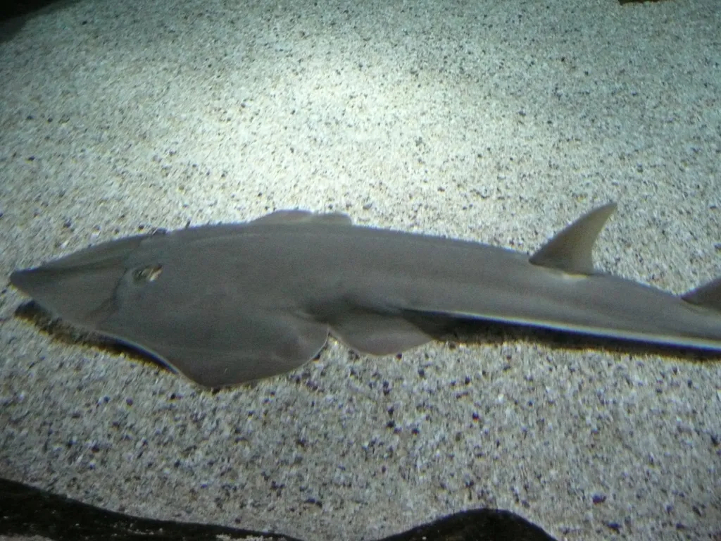 Guitarfish (Shovelnose Ray) - Top 10 Fun Facts about Guitarfish (Shovelnose Ray)