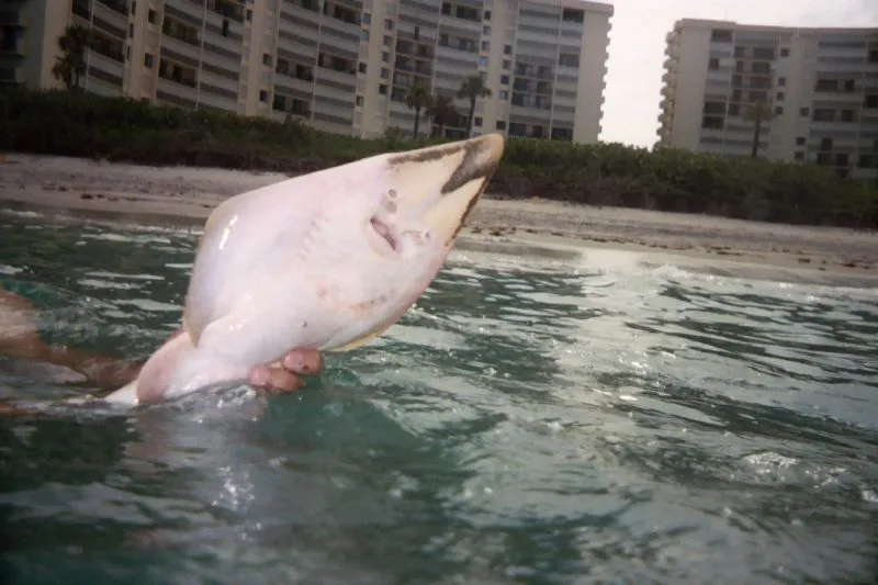 Guitarfish (Shovelnose Ray) - Diving & Observation Notes