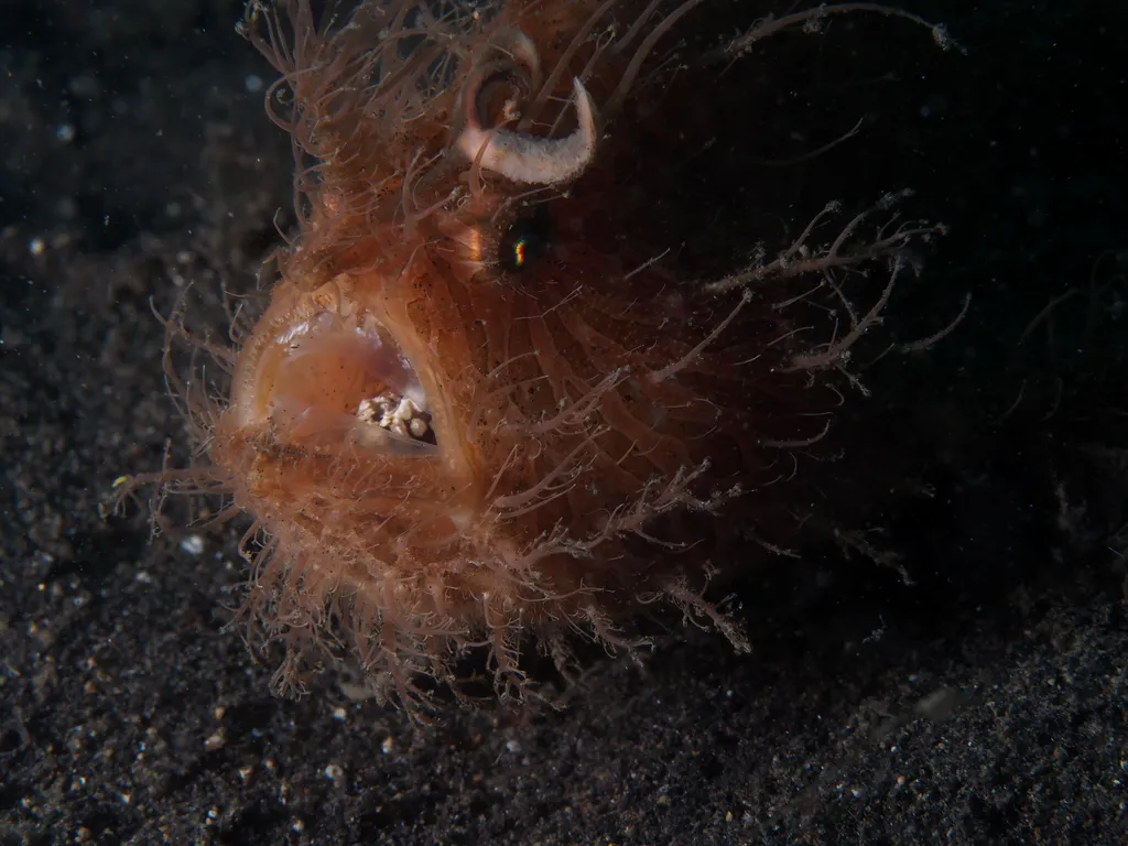 Hairy Frogfish
