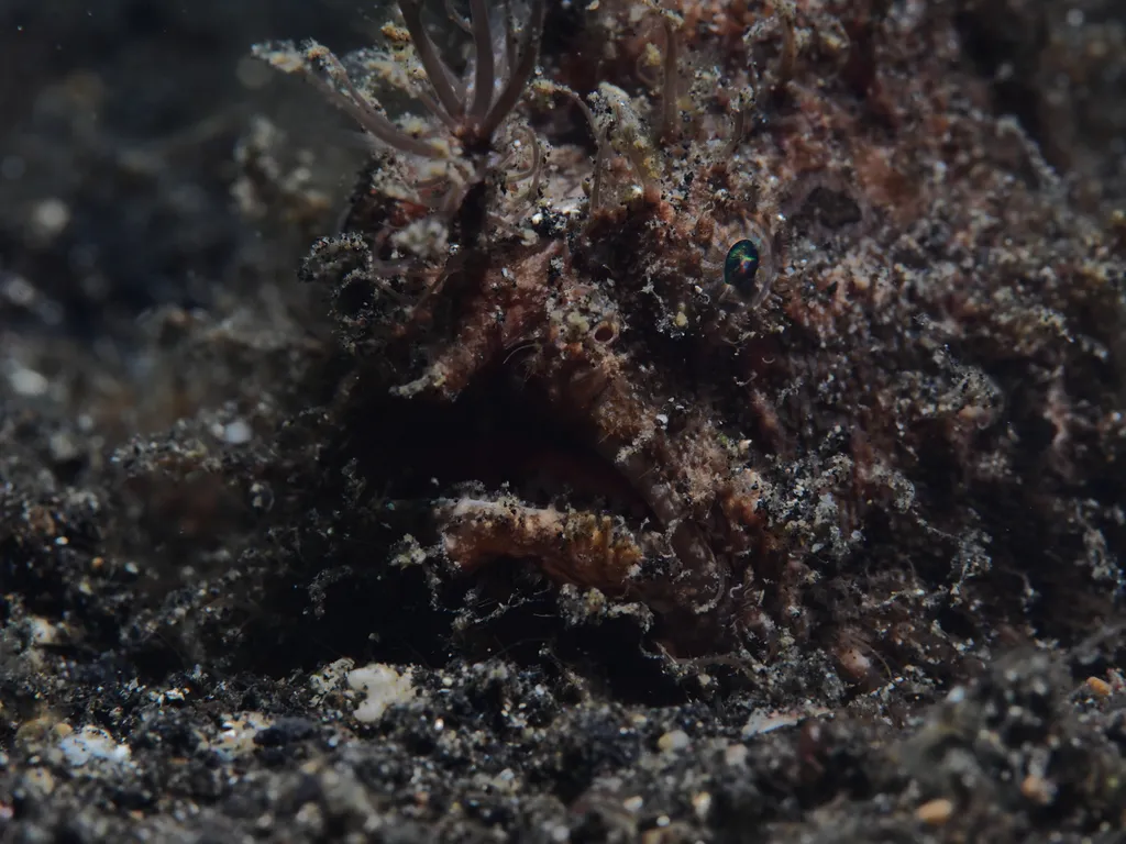Hairy Frogfish - Identification Guide