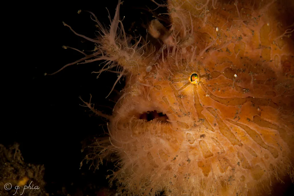 Hairy Frogfish - Top 10 Fun Facts about Hairy Frogfish