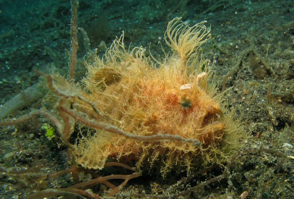 Hairy Frogfish - Diving & Observation Notes