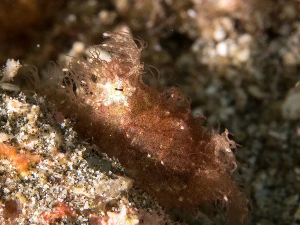 Hairy Octopus