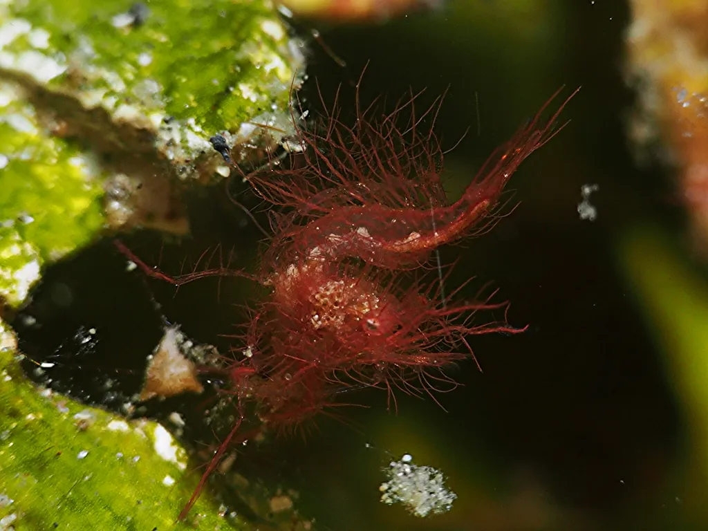 Hairy Shrimp