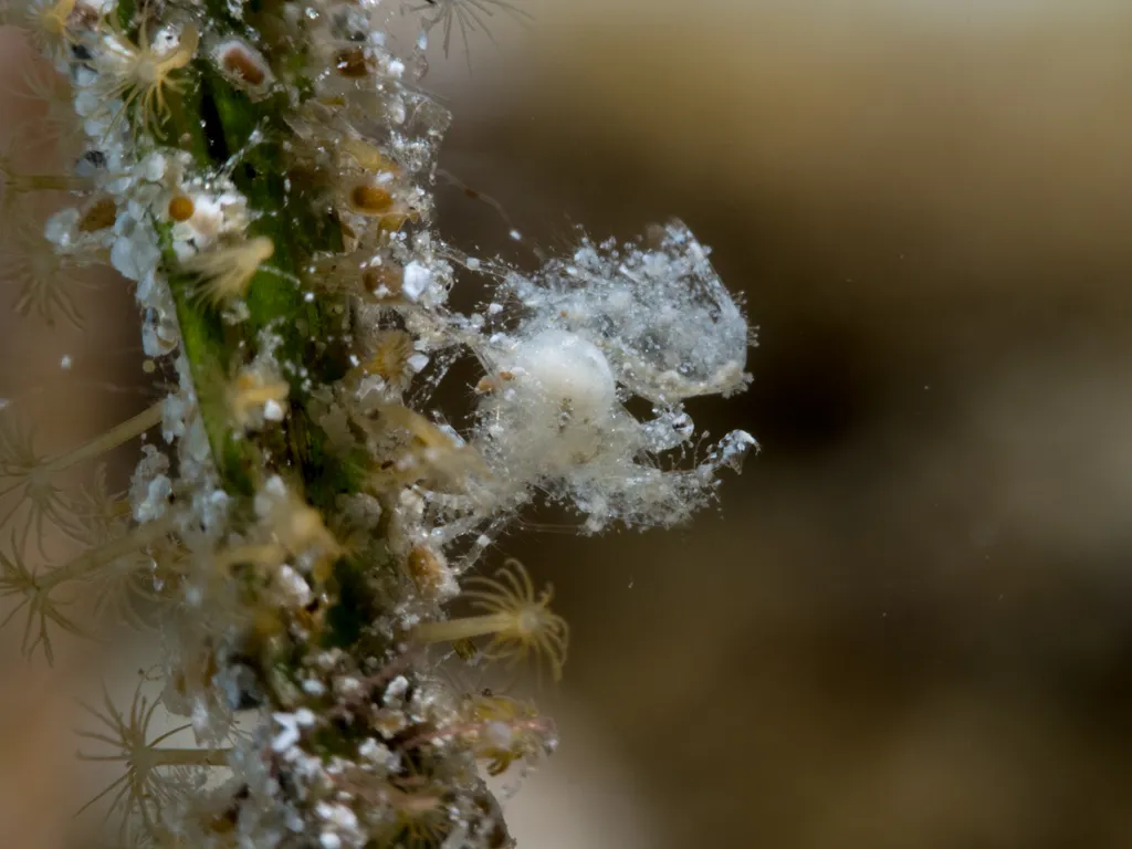 Hairy Shrimp - Identification Guide