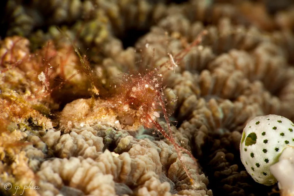 Hairy Shrimp - Top 10 Fun Facts about Hairy Shrimp