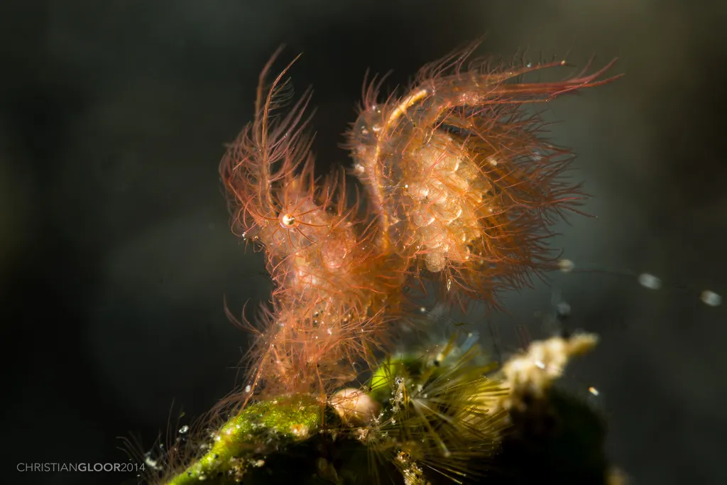 Hairy Shrimp - Diving & Observation Notes