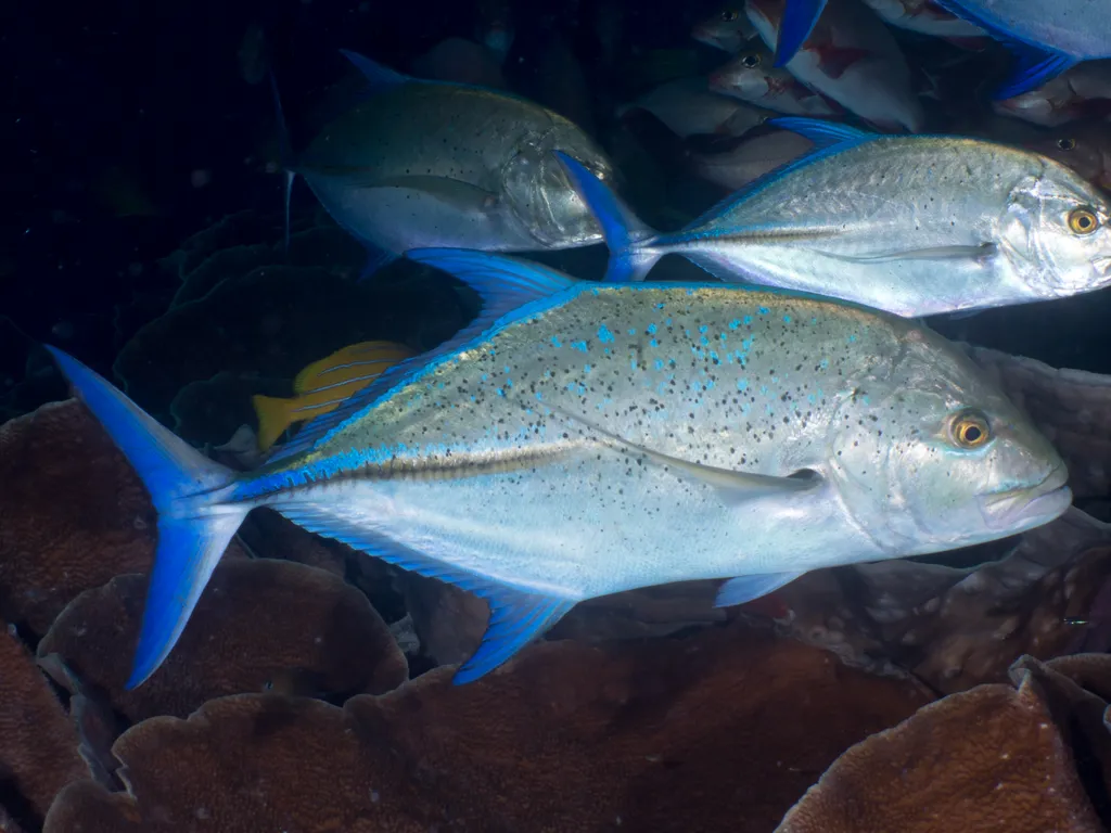 Jackfish (Trevally)