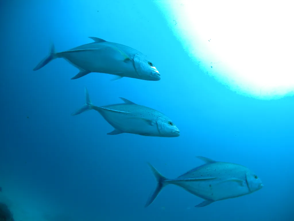 Jackfish (Trevally) - Identification Guide