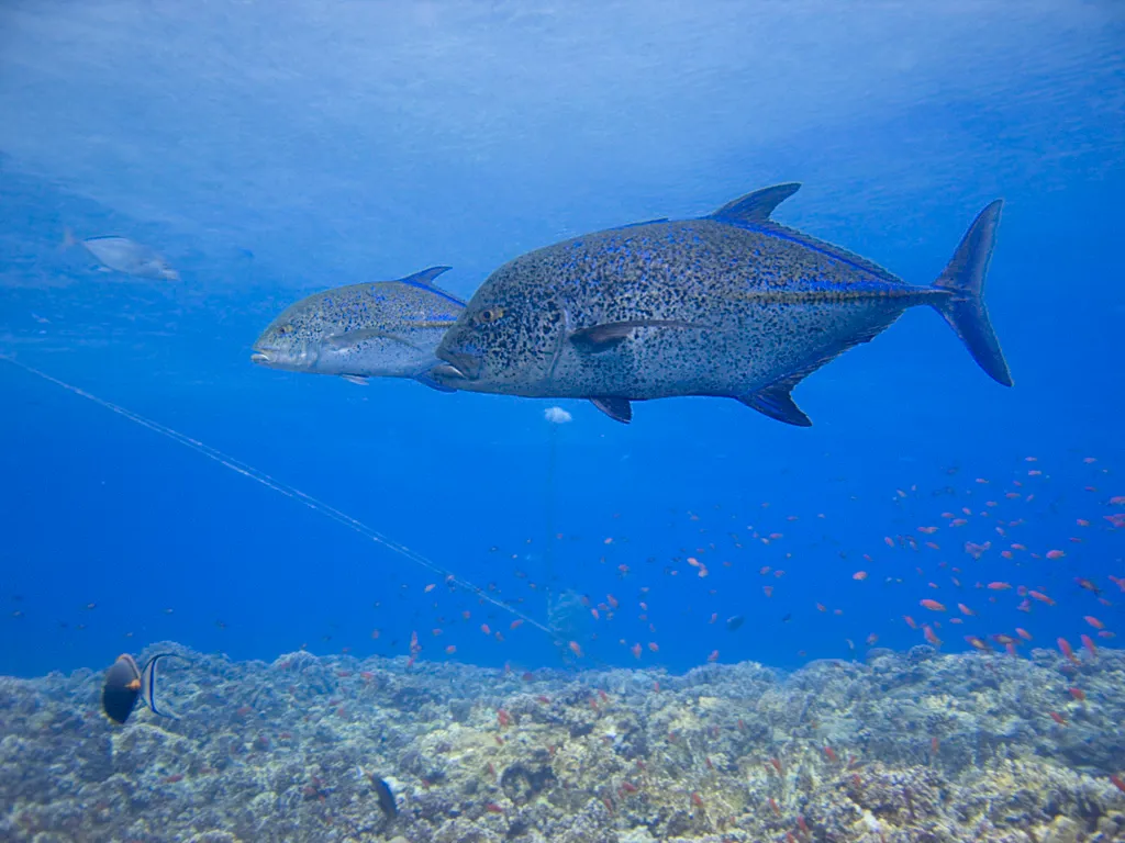 Jackfish (Trevally) - Top 10 Fun Facts about Jackfish (Trevally)