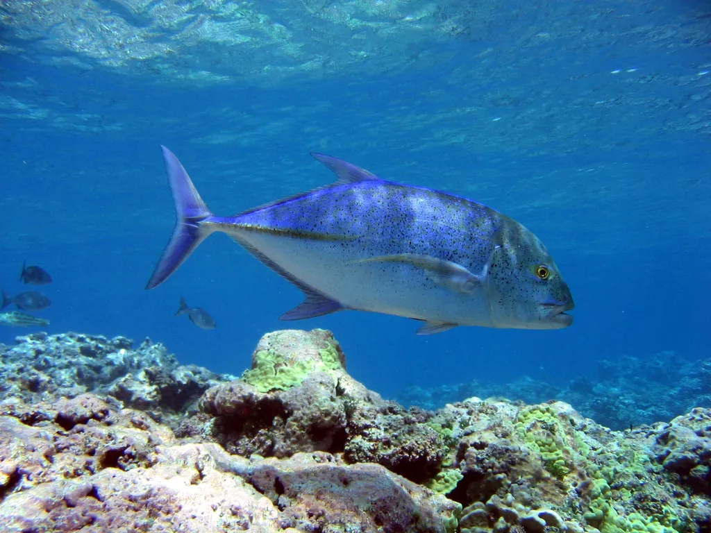 Jackfish (Trevally) - Diving & Observation Notes