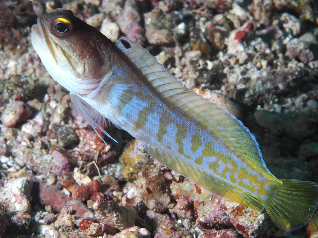 Jawfish