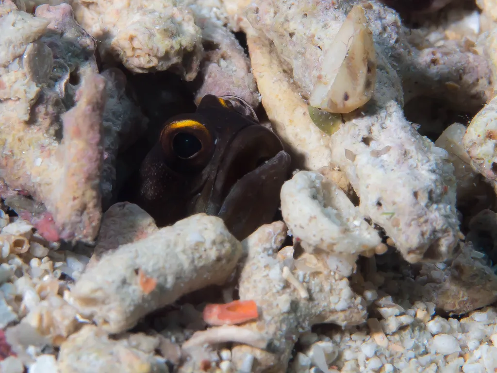 Jawfish - Identification Guide