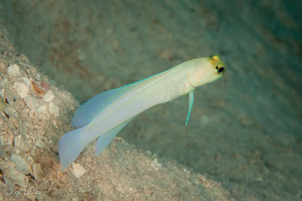 Jawfish - Top 10 Fun Facts about Jawfish