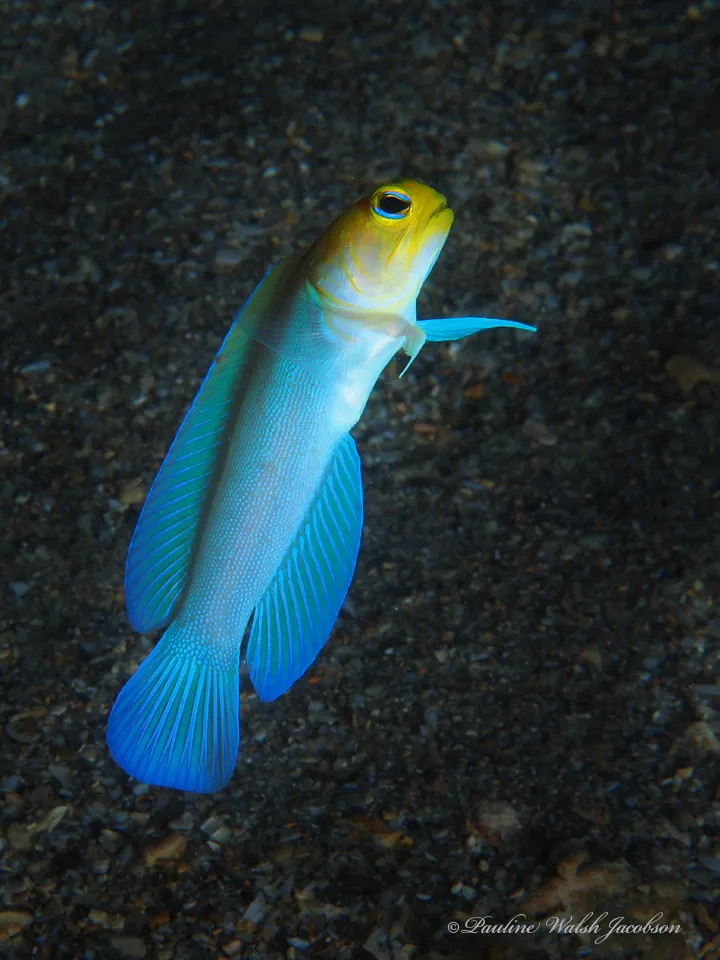 Jawfish - Diving & Observation Notes