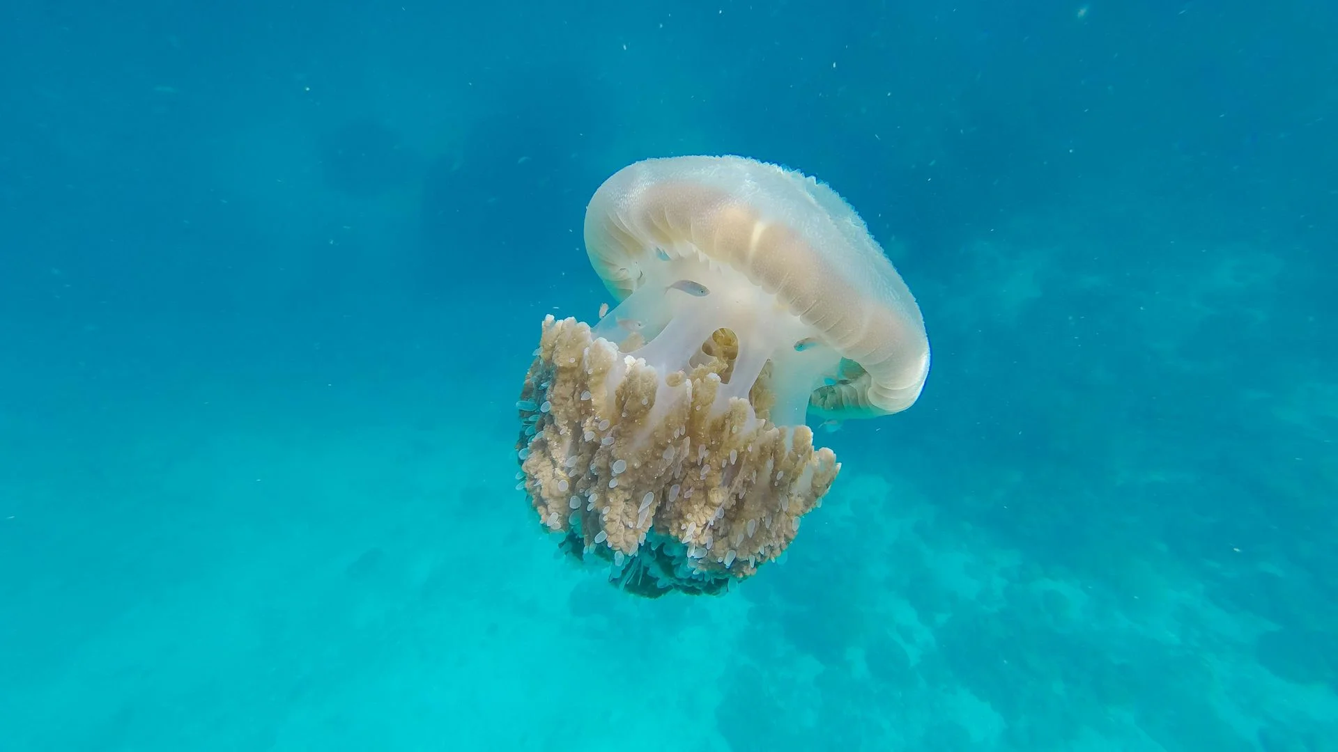 Jellyfish - Identification Guide