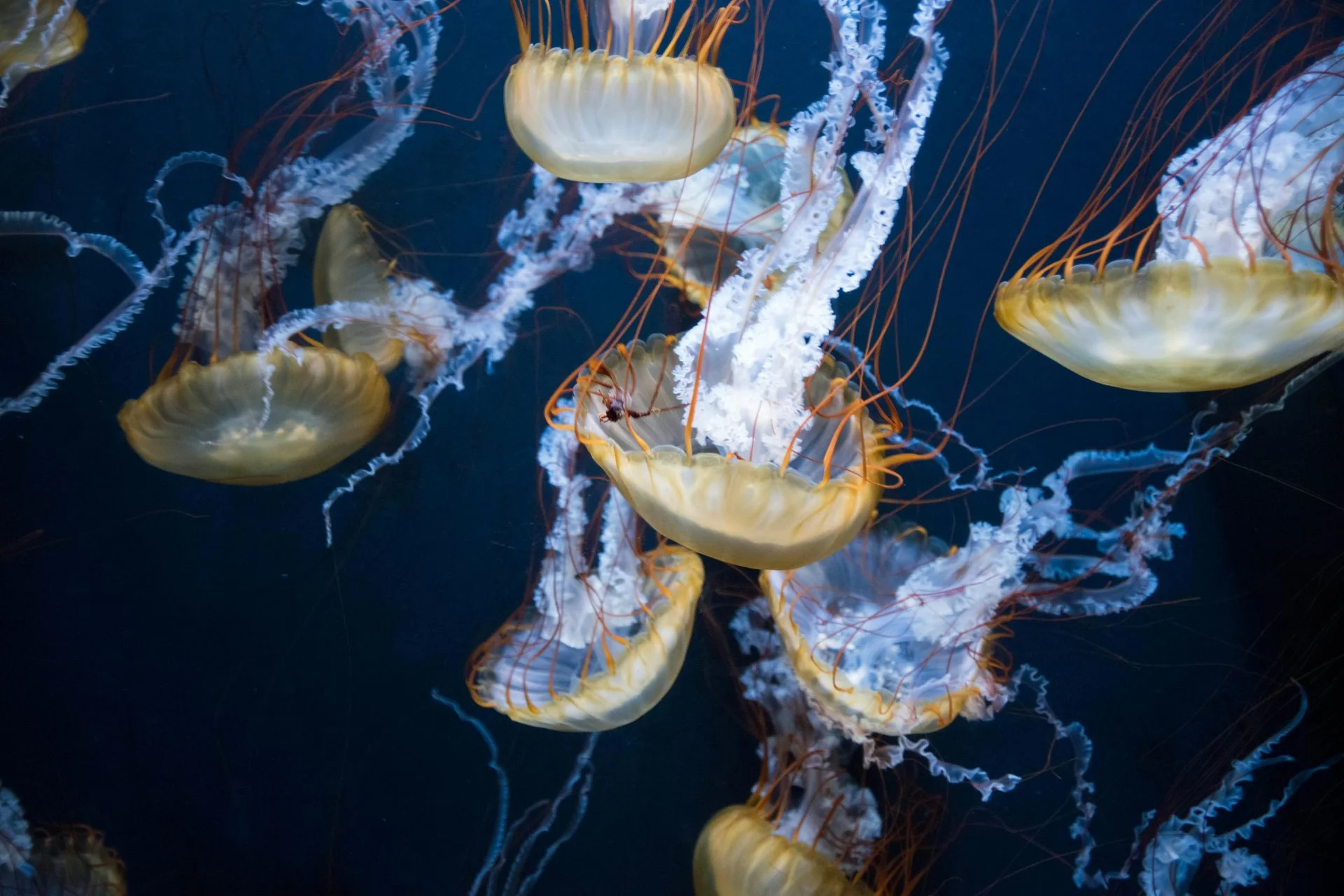 Jellyfish - Top 10 Fun Facts about Jellyfish