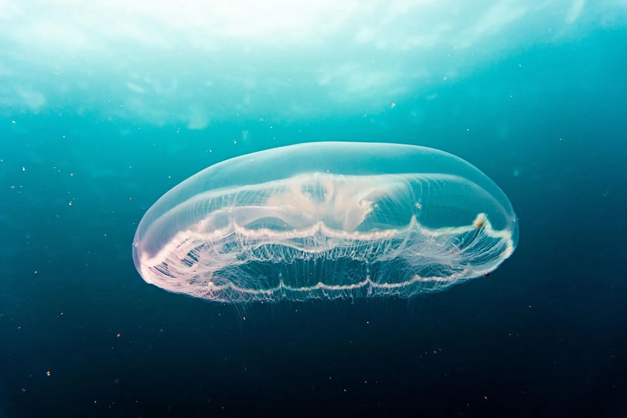 Jellyfish - Diving & Observation Notes