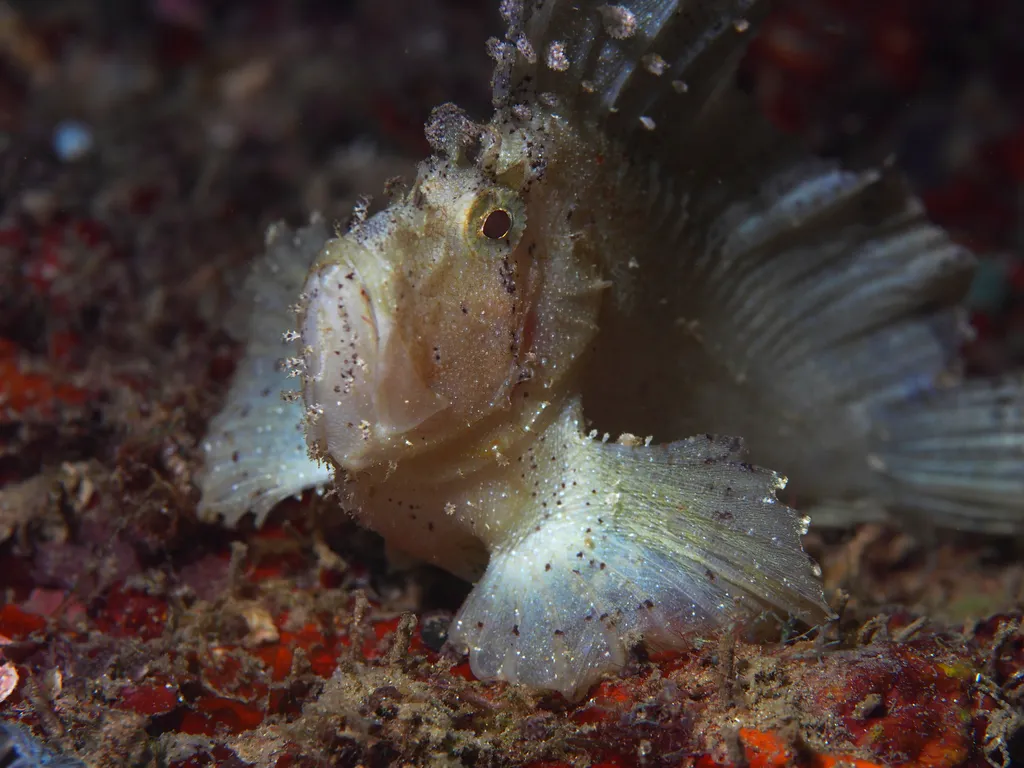 Leaf Scorpionfish