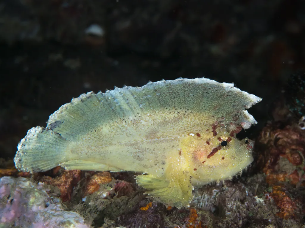 Leaf Scorpionfish - Identification Guide