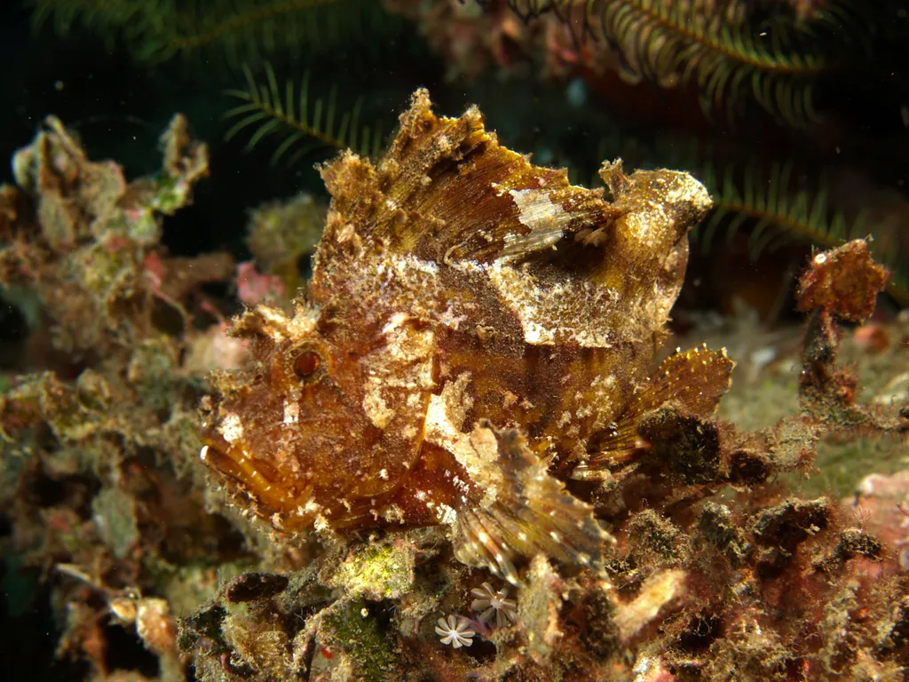 Leaf Scorpionfish - Top 10 Fun Facts about Leaf Scorpionfish