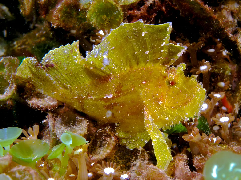 Leaf Scorpionfish - Diving & Observation Notes