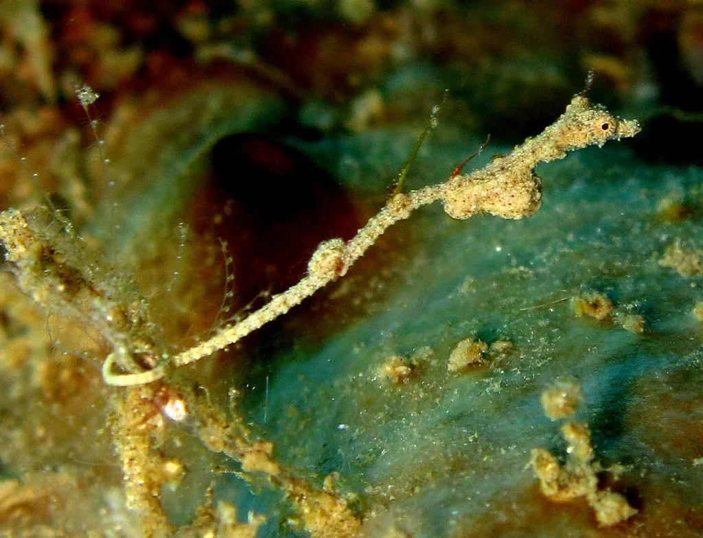 Lembeh Seadragon