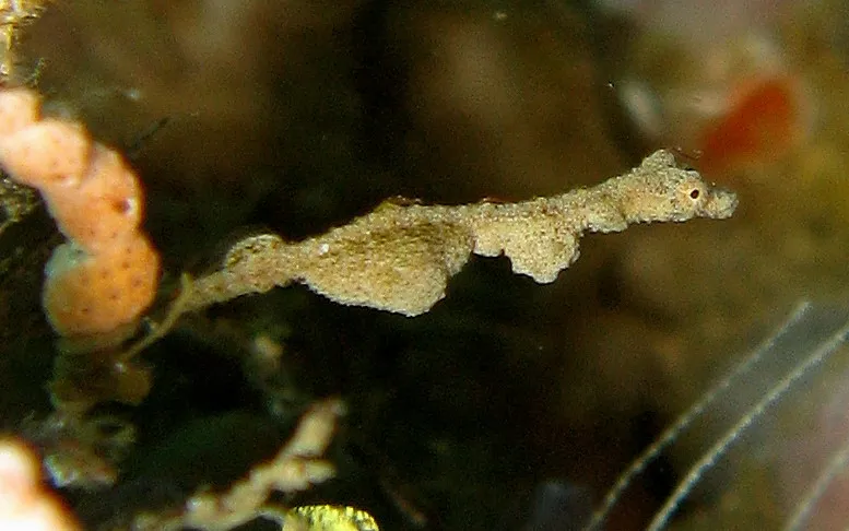 Lembeh Seadragon - Identification Guide