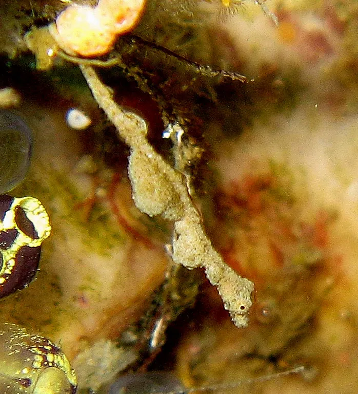 Lembeh Seadragon - Top 10 Fun Facts about Lembeh Seadragon