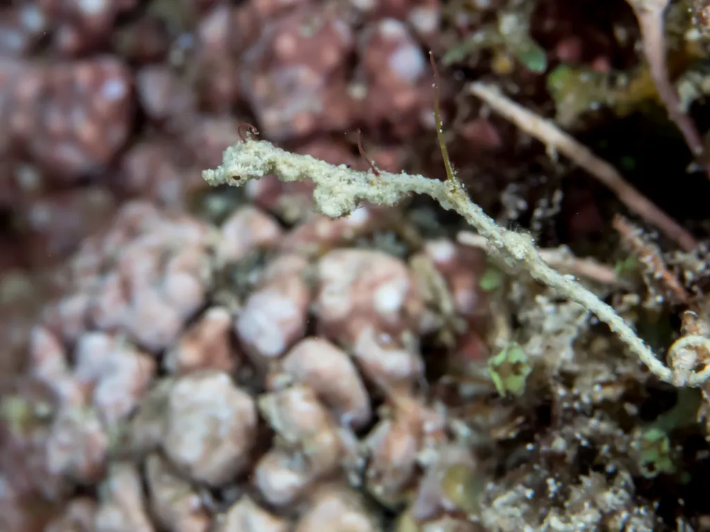 Lembeh Seadragon - Diving & Observation Notes