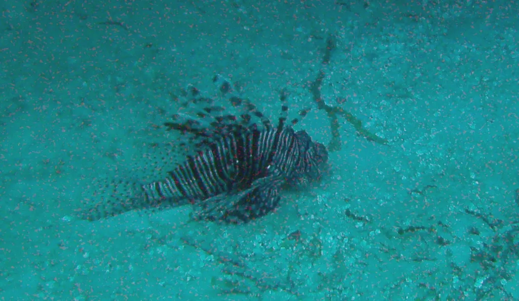 Lionfish
