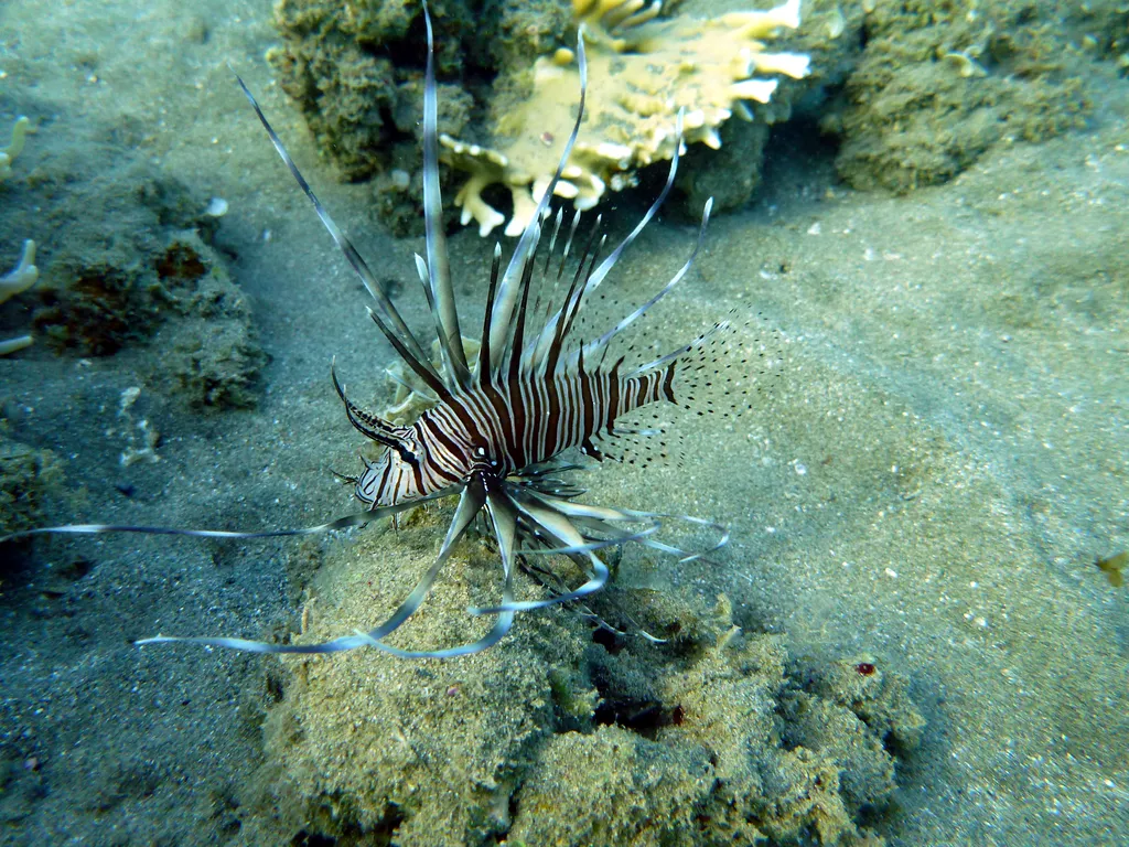 Lionfish - Identification Guide