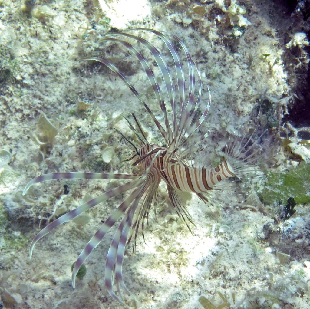 Lionfish - Top 10 Fun Facts about Lionfish
