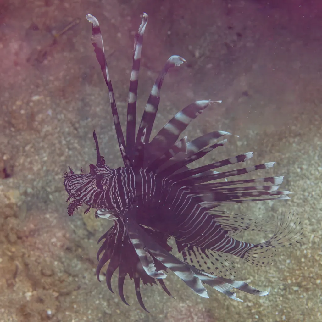 Lionfish - Diving & Observation Notes