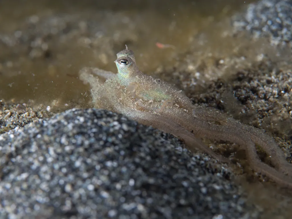 Long-arm Octopus