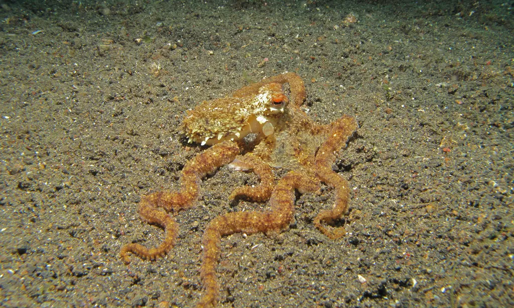 Long-arm Octopus - Top 10 Fun Facts about Long-arm Octopus