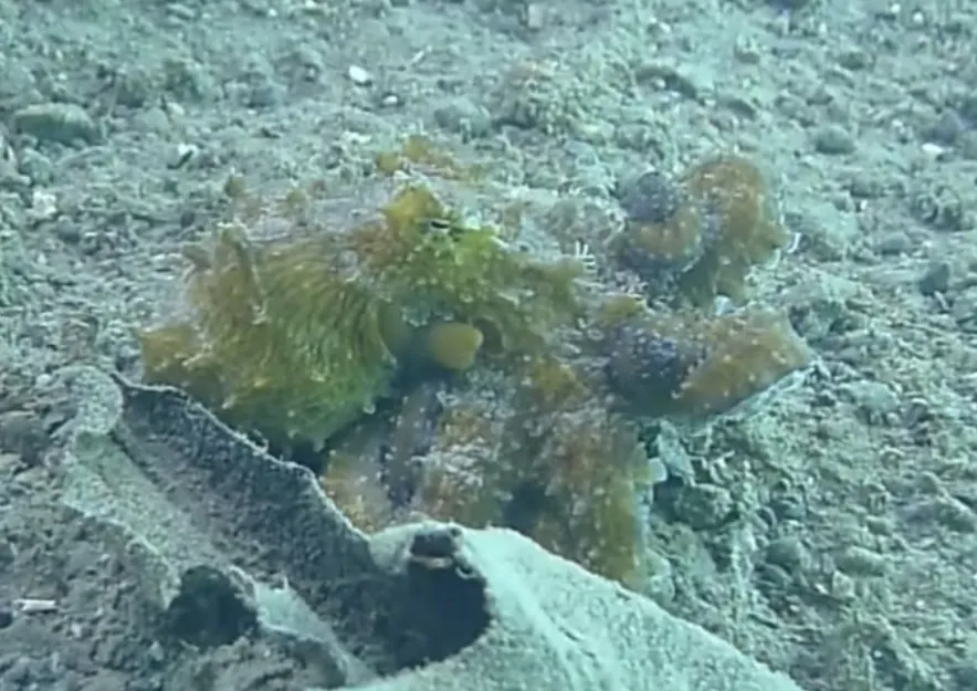 Long-arm Octopus - Diving & Observation Notes