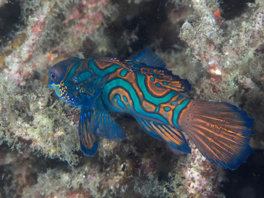 Mandarin Fish