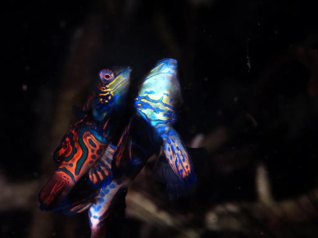 Mandarin Fish - Identification Guide