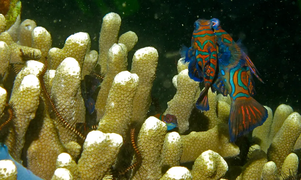 Mandarin Fish - Top 10 Fun Facts about Mandarin Fish