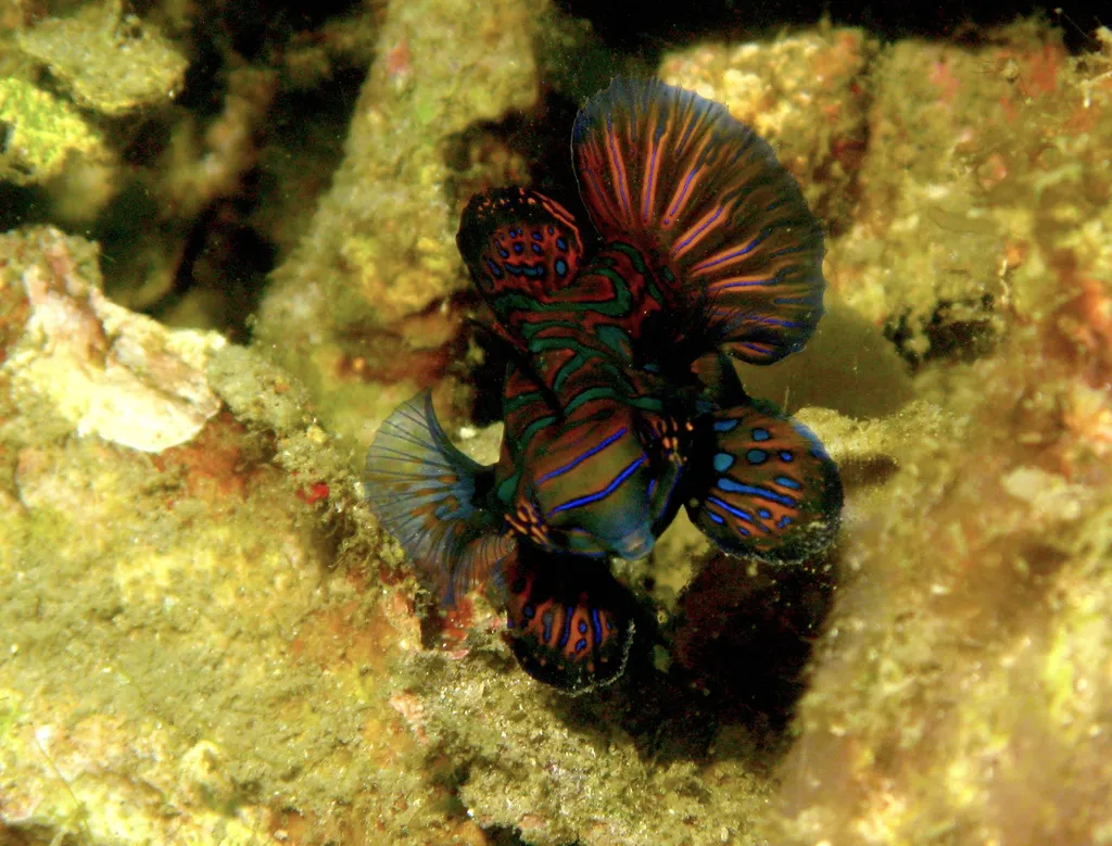Mandarin Fish - Diving & Observation Notes
