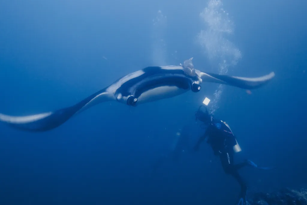 Oceanic Manta Ray