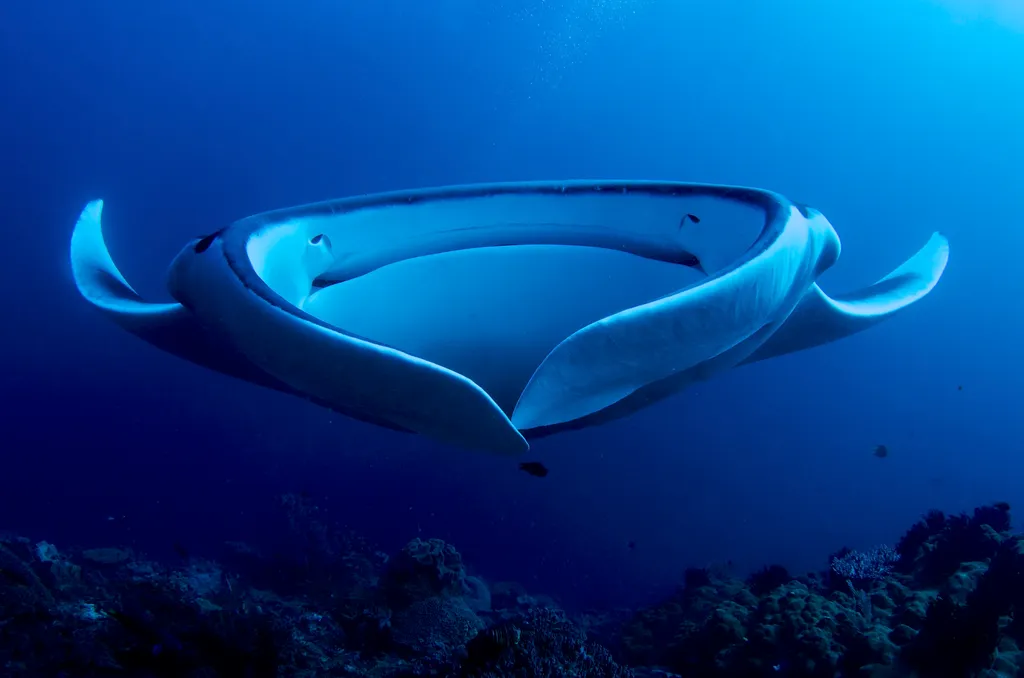 Oceanic Manta Ray - Identification Guide