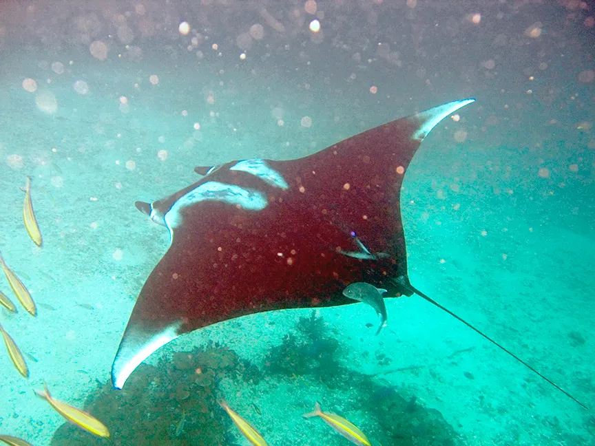 Oceanic Manta Ray - Top 10 Fun Facts about Oceanic Manta Ray