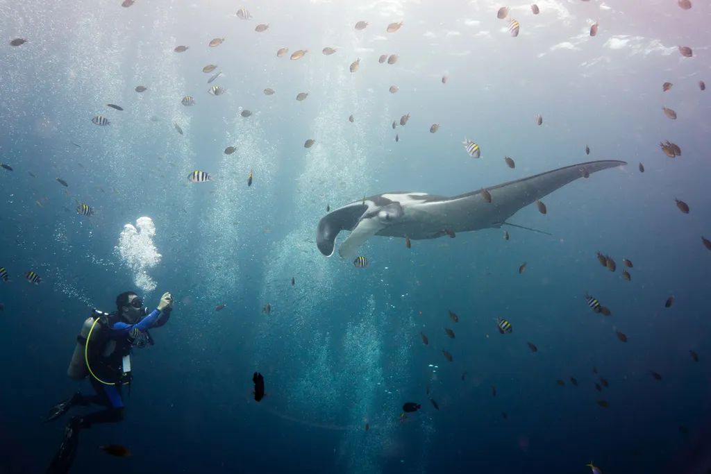 Oceanic Manta Ray - Diving & Observation Notes