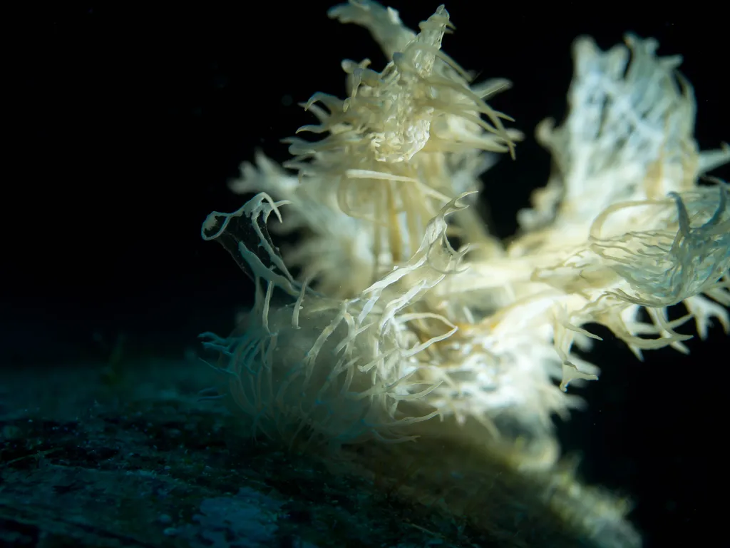 Coleman's Melibe (Phantom Nudibranch)