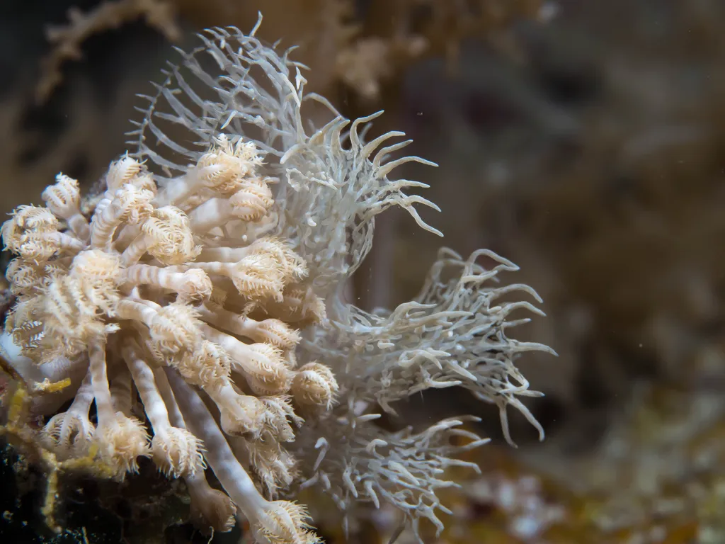 Coleman's Melibe (Phantom Nudibranch) - Identification Guide