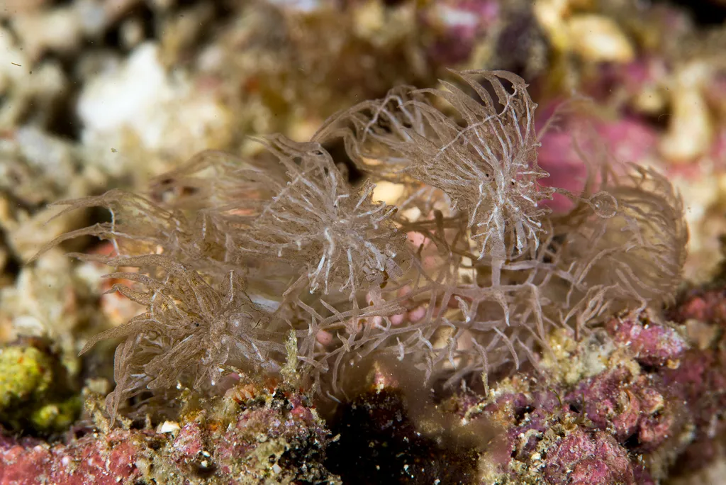 Coleman's Melibe (Phantom Nudibranch) - Top 10 Fun Facts about Coleman's Melibe (Phantom Nudibranch)